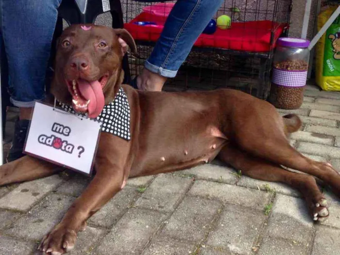 Cachorro ra a SRD idade 2 anos nome Chocolate