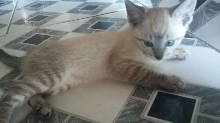 Gato ra a Não identificado idade 2 a 6 meses nome Não tem nome