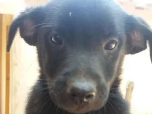 Cachorro raça Indefinido idade 2 a 6 meses nome Sem nome