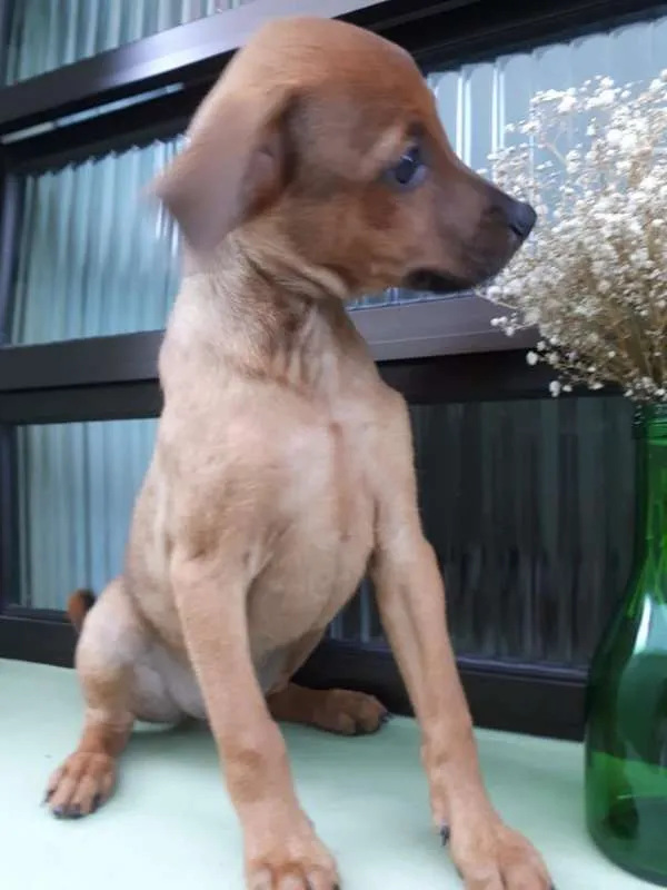 Cachorro ra a srd idade 2 a 6 meses nome Zezinho