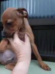 Zezinho