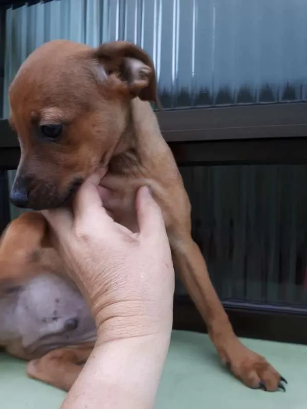 Cachorro ra a srd idade 2 a 6 meses nome Zezinho