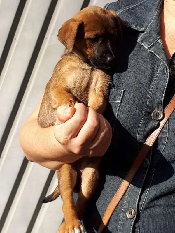 Cachorro ra a srd idade 2 a 6 meses nome Maria Gabi