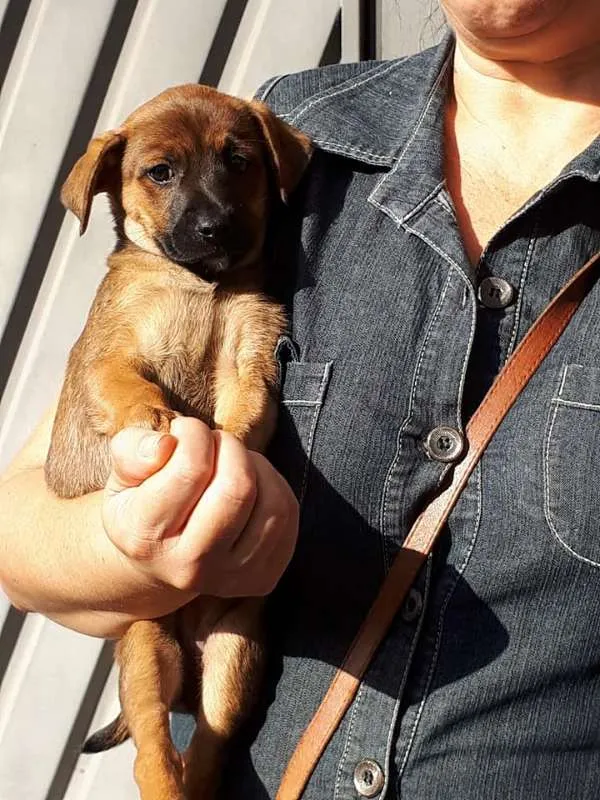 Cachorro ra a srd idade 2 a 6 meses nome Maria Gabi