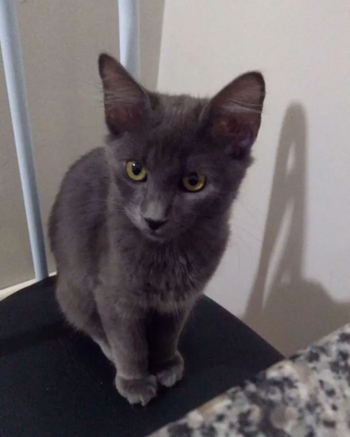 Gato ra a Misturado cor cinza idade 2 a 6 meses nome Téo