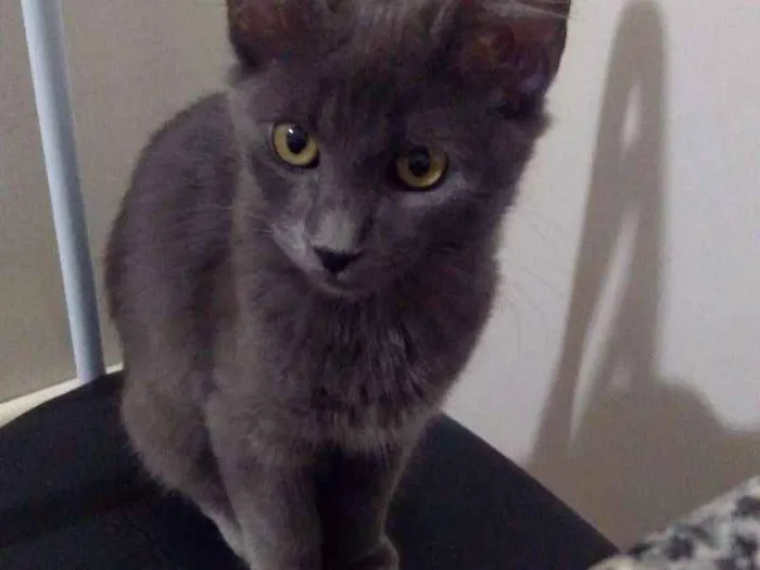 Gato ra a Misturado cor cinza idade 2 a 6 meses nome Téo
