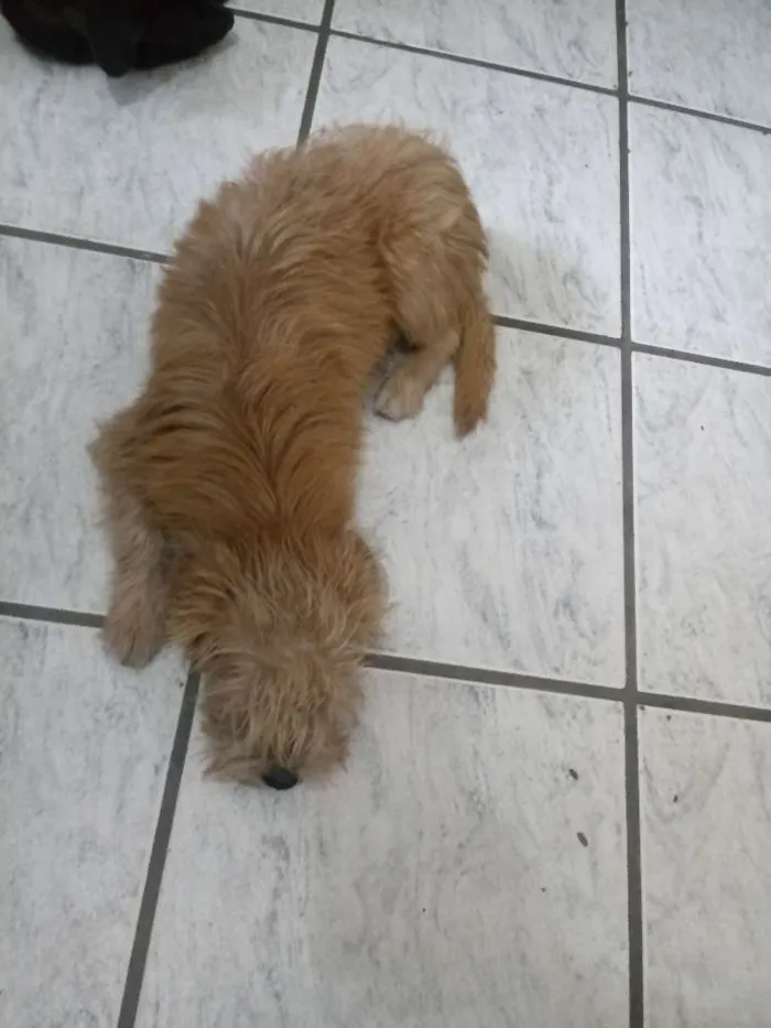 Cachorro ra a Mistura de shitzu idade 7 a 11 meses nome Bob