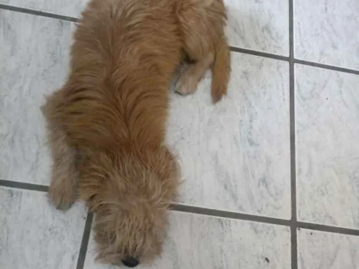 Cachorro ra a Mistura de shitzu idade 7 a 11 meses nome Bob