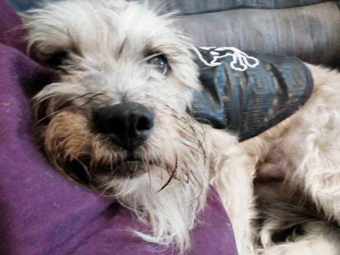Cachorro ra a SRD idade 4 anos nome Bruce