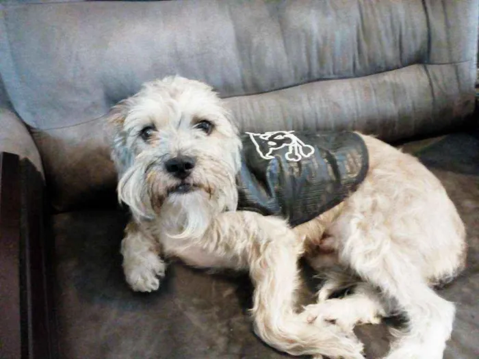 Cachorro ra a SRD idade 4 anos nome Bruce