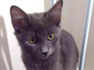 Gato raça Misturado cor cinza idade 2 a 6 meses nome Téo