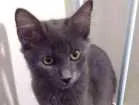 Gato raça Misturado cor cinza idade 2 a 6 meses nome Téo