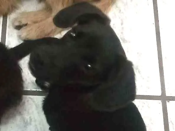 Cachorro ra a Mistura de shitzu idade 7 a 11 meses nome Pretinha