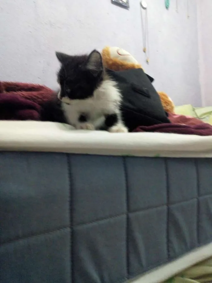 Gato raça  idade Abaixo de 2 meses nome Lou