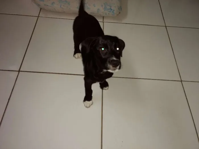 Cachorro ra a Não definida idade 2 a 6 meses nome Cacau