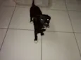 Cacau