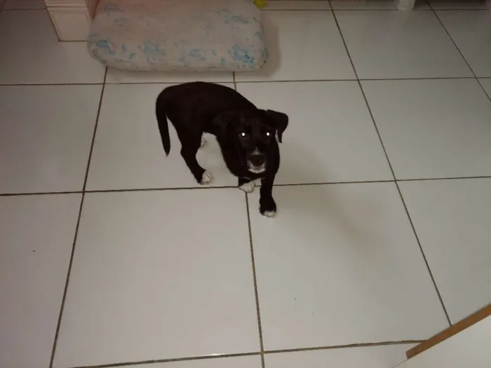 Cachorro ra a Não definida idade 2 a 6 meses nome Cacau