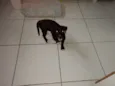 Cacau
