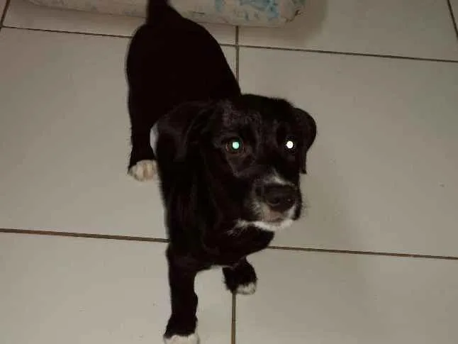 Cachorro ra a Não definida idade 2 a 6 meses nome Cacau