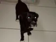 Cacau