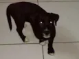 Cacau