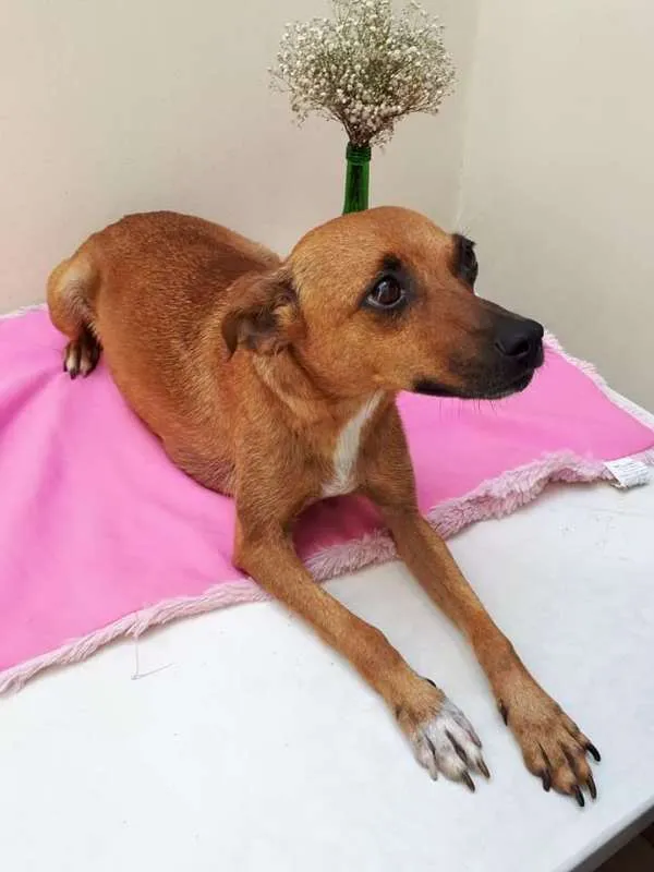 Cachorro ra a srd idade 1 ano nome Ciça
