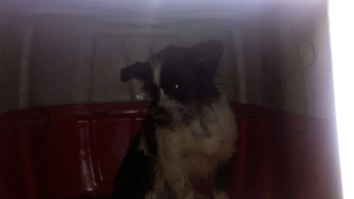 Cachorro raça  idade  nome não sei