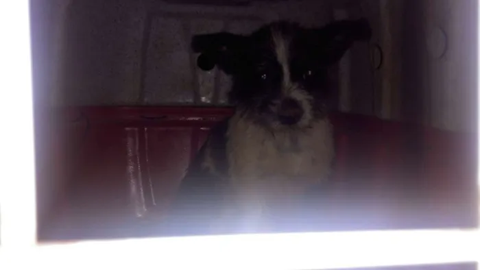 Cachorro raça  idade  nome não sei