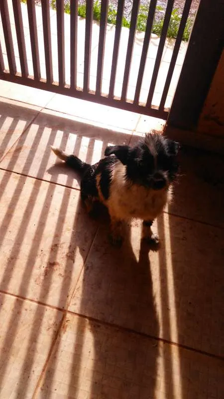 Cachorro raça  idade  nome não sei