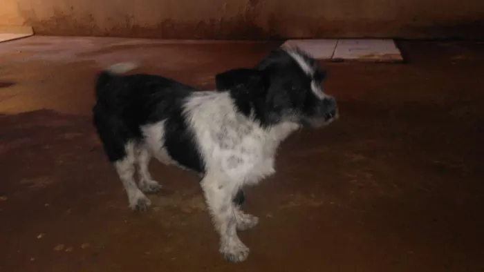 Cachorro raça  idade  nome não sei