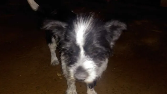 Cachorro raça  idade  nome não sei