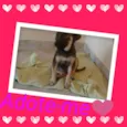 PIPOCA