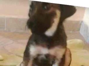 Cachorro raça RND idade Abaixo de 2 meses nome PIPOCA