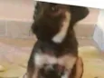 PIPOCA