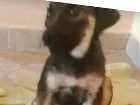 Cachorro raça RND idade Abaixo de 2 meses nome PIPOCA