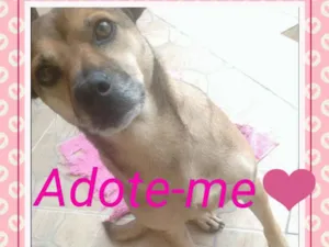 Cachorro raça RND idade 2 anos nome nina