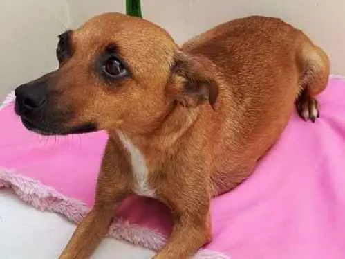 Cachorro ra a srd idade 1 ano nome Ciça