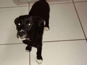 Cachorro raça Não definida idade 2 a 6 meses nome Cacau