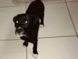Cacau