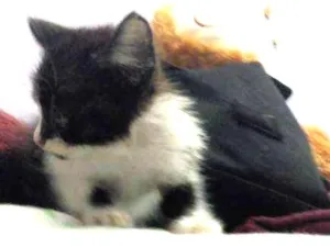 Gato raça  idade Abaixo de 2 meses nome Lou