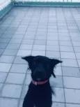 Chiquinho 