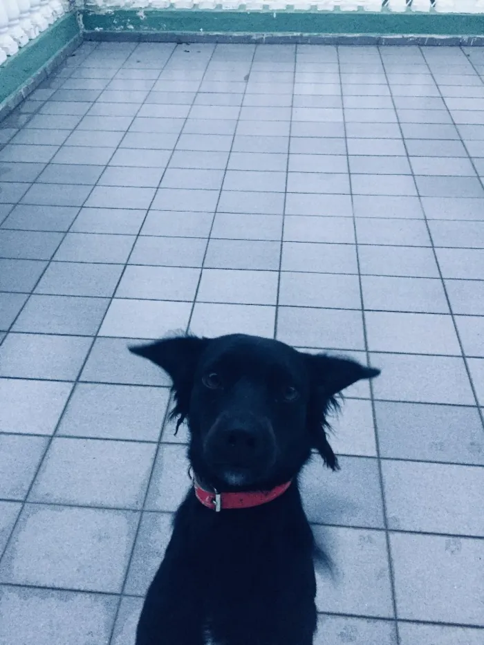 Cachorro ra a SRD idade 1 ano nome Chiquinho 