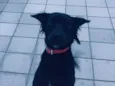Chiquinho 
