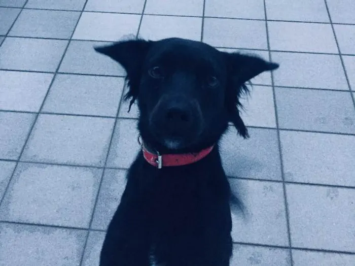 Cachorro ra a SRD idade 1 ano nome Chiquinho 