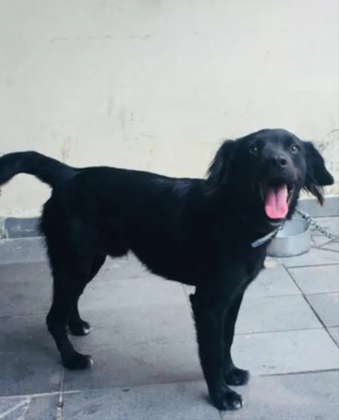 Cachorro ra a SRD idade 1 ano nome Chiquinho 