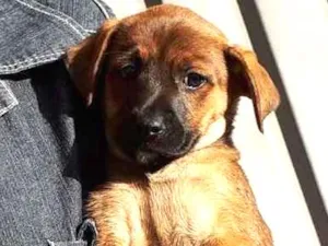 Cachorro raça srd idade 2 a 6 meses nome Maria Gabi