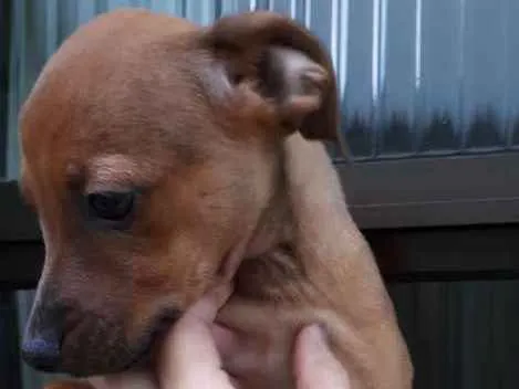 Cachorro ra a srd idade 2 a 6 meses nome Zezinho