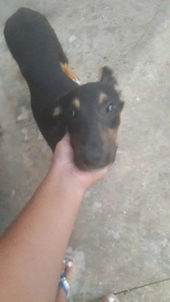 Cachorro ra a Vira lata idade 7 a 11 meses nome Astor