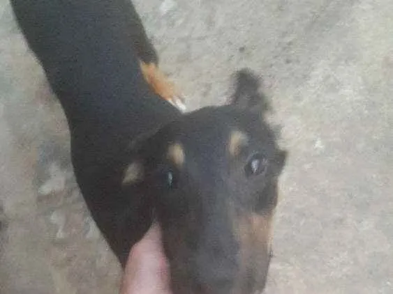 Cachorro ra a Vira lata idade 7 a 11 meses nome Astor
