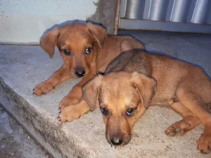 Cachorro raça Vira Lata idade Abaixo de 2 meses nome Não tem nome. 